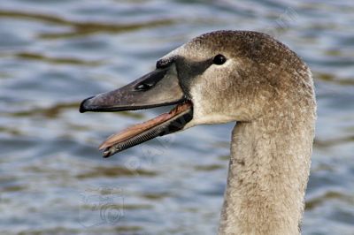 Jeune cygne - Photo libre de droit - PABvision.com