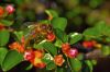 Bourdon sur une fleur