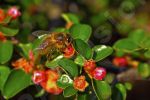 Bourdon sur une fleur