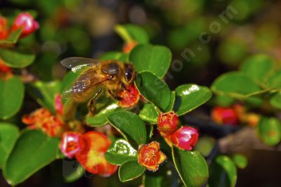 Bourdon sur une fleur - Photo libre de droit - PABvision.com