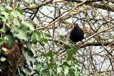 Le merle noir - Photo libre de droit - PABvision.com