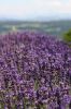 Fleurs sauvages
