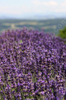 Fleurs sauvages - Photo libre de droit - PABvision.com