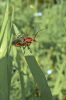 Col�opt�re sur une feuille