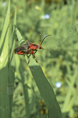 Coléoptère sur une feuille - Photo libre de droit - PABvision.com