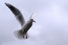 La mouette en vol - Photo libre