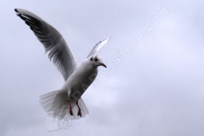 La mouette en vol - Photo libre de droit - PABvision.com