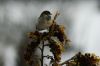 L'oiseau sur une branche - Photo libre