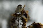 L'oiseau sur une branche