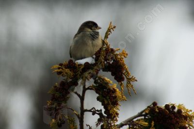 L'oiseau sur une branche - Photo libre de droit - PABvision.com
