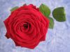 La rose rouge