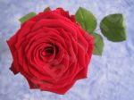 La rose rouge