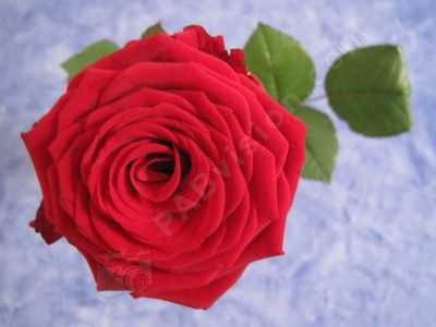 La rose rouge - Photo libre de droit - PABvision.com
