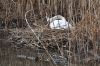 Un cygne qui ne trompe pas le printemps arrive.