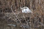 Un cygne qui ne trompe pas le printemps arrive.