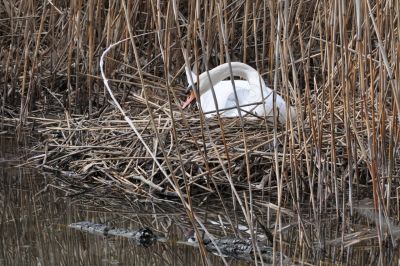 Un cygne qui ne trompe pas le printemps arrive. - Photo libre de droit - PABvision.com