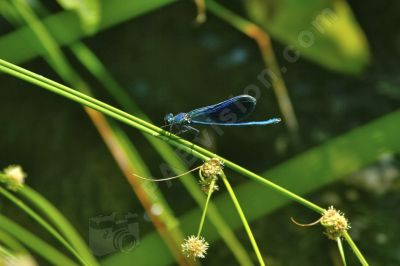 Libellules sur une fleur - Photo libre de droit - PABvision.com