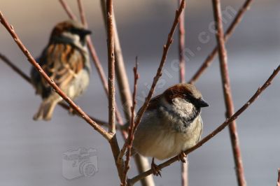 Moineau profitant du soleil du printemps. - Photo libre de droit - PABvision.com