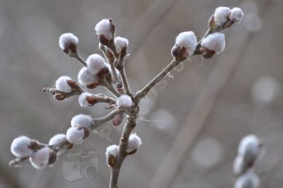 Le printemps arrive - Photo libre de droit - PABvision.com