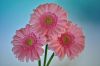 Gerberas
