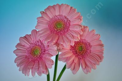 Gerberas - Photo libre de droit - PABvision.com