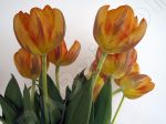 Bouquet de tulipes