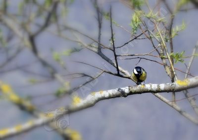 La mésange charbonnière - Photo libre de droit - PABvision.com