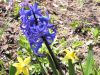 Fleurs de printemps les jacynthes et les jonquilles