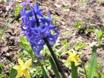 Fleurs de printemps les jacynthes et les jonquilles