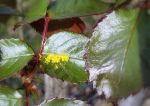 Le pollen ici en jaune dpos par des abeilles