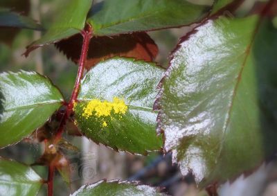 Le pollen ici en jaune dpos par des abeilles - Photo libre de droit - PABvision.com