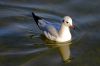 Jeune mouette 