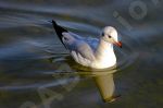 Jeune mouette 