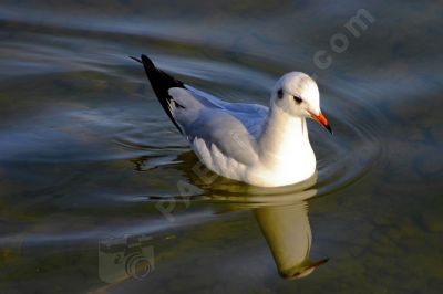 Jeune mouette  - Photo libre de droit - PABvision.com