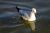 Jeune mouette  - Photos