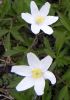 Les an�mones sauvages