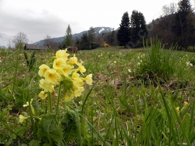 Les primevères sauvages - Photo libre de droit - PABvision.com