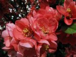 Pommier du Japon - Photo libre