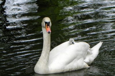 Cygne blanc et son cygnon - Photo libre de droit - PABvision.com