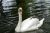 Cygne blanc et son cygnon - Photos