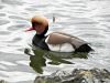 Photos Oiseaux, images gratuites et libres