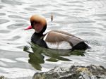 Canard nette rousse