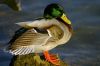 Canard colvert 