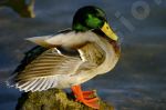 Canard colvert 