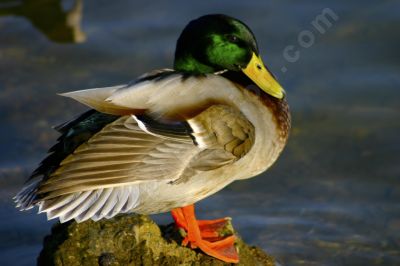Canard colvert - Photo libre de droit - PABvision.com
