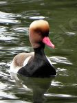 Canard nette rousse