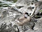 Canard nette rousse femelle