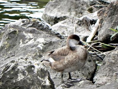 Canard nette rousse femelle - Photo libre de droit - PABvision.com