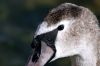 Jeune cygne tubercul� en gros plan