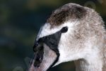 Jeune cygne tubercul en gros plan